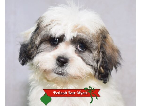Teddy Bear--Male---Petland Fort Myers, Florida