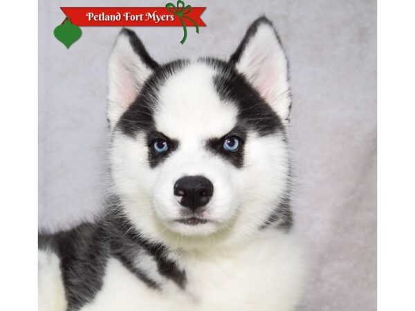 Siberian Husky--Female---Petland Fort Myers, Florida