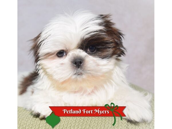 Shih Tzu--Female---Petland Fort Myers, Florida