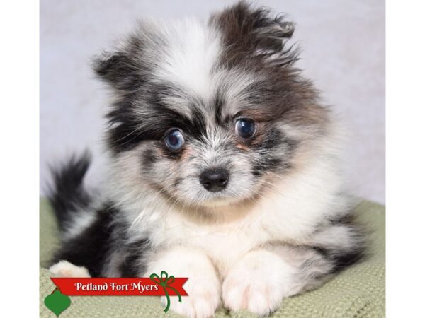 Pomeranian--Female---Petland Fort Myers, Florida