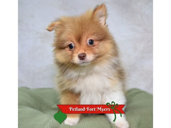 Pomeranian--Male---Petland Fort Myers, Florida