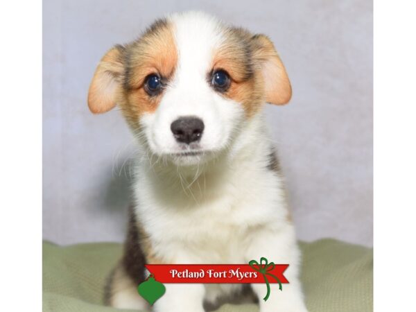 Pembroke Welsh Corgi--Female---Petland Fort Myers, Florida