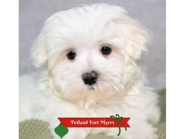 Maltese--Male---Petland Fort Myers, Florida