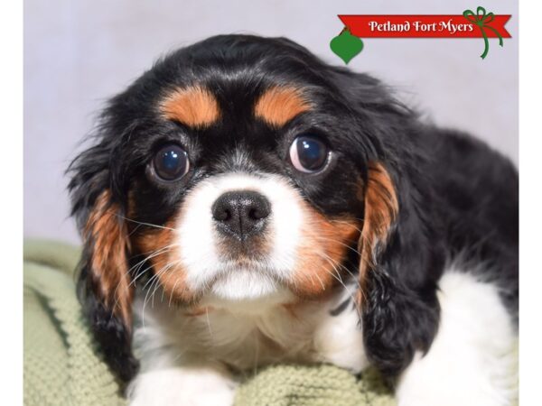 Cavalier King Charles Spaniel--Female---Petland Fort Myers, Florida