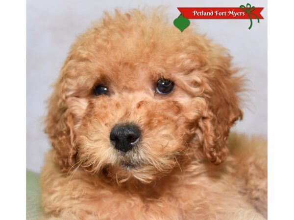 Goldendoodle Mini--Female---Petland Fort Myers, Florida