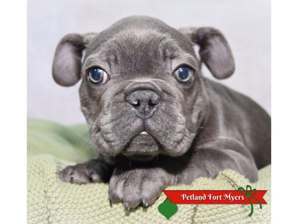French Bulldog--Female---Petland Fort Myers, Florida