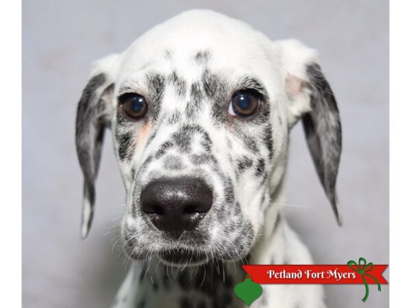 [#23673] Black & White Female Dalmatian Puppies for Sale