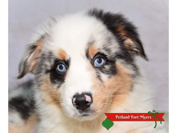 [#23671] Blue Merle Female Australian Shepherd Puppies for Sale