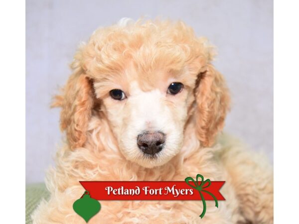 Poodle--Female---Petland Fort Myers, Florida