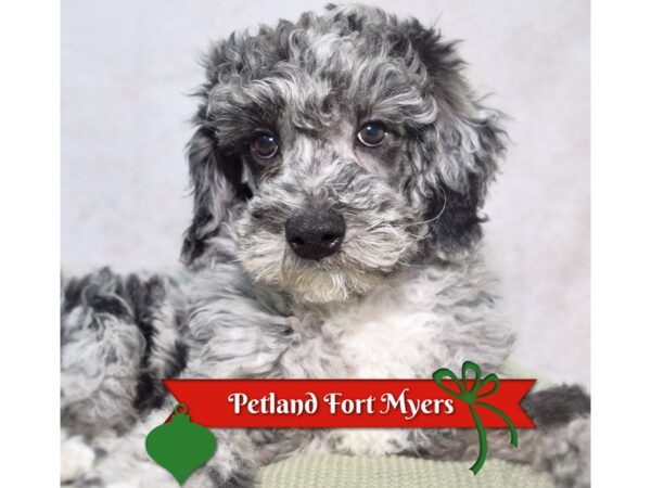 Poodle--Male---Petland Fort Myers, Florida
