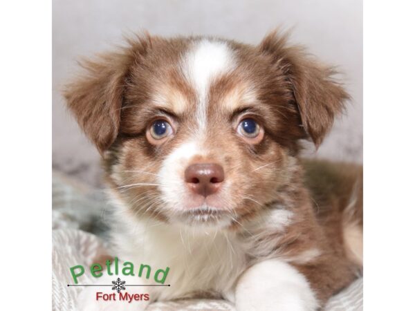 Miniature Australian Shepherd--Female---Petland Fort Myers, Florida