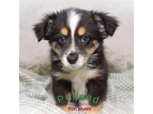 Miniature Australian Shepherd--Male---Petland Fort Myers, Florida