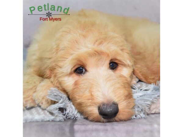 Goldendoodle--Female---Petland Fort Myers, Florida