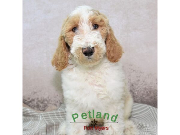 Goldendoodle--Male---Petland Fort Myers, Florida