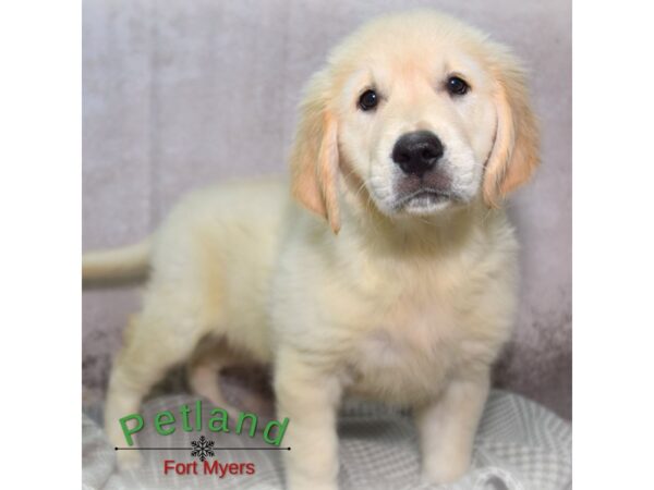 Golden Retriever--Female---Petland Fort Myers, Florida