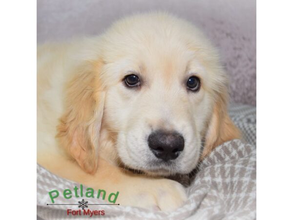 Golden Retriever--Male---Petland Fort Myers, Florida