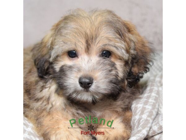 Lhasa Poo--Male---Petland Fort Myers, Florida