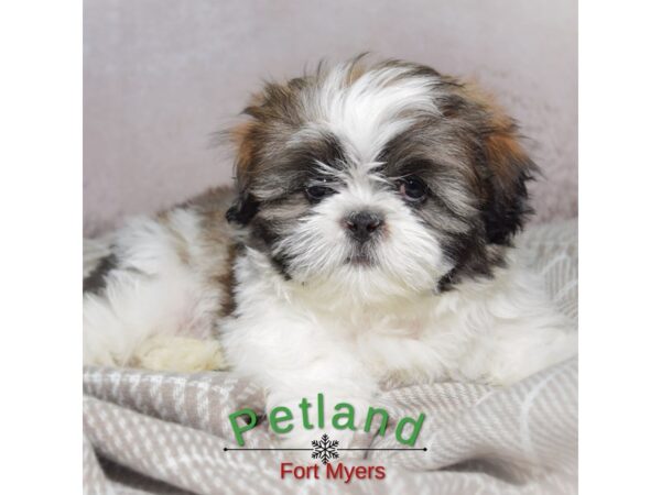 Shih Tzu--Male---Petland Fort Myers, Florida