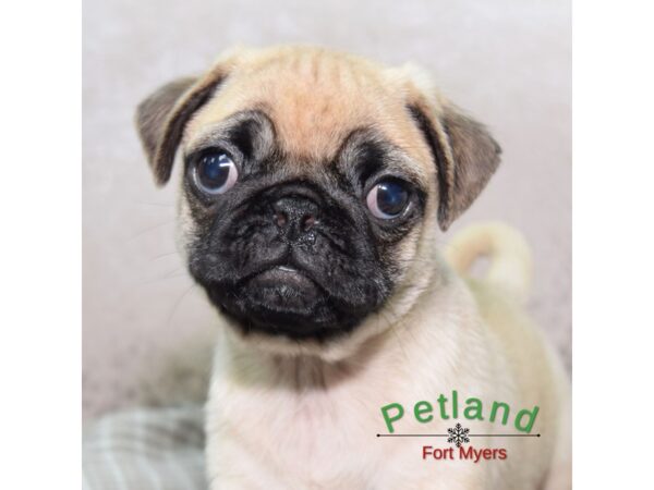 Pug--Male---Petland Fort Myers, Florida