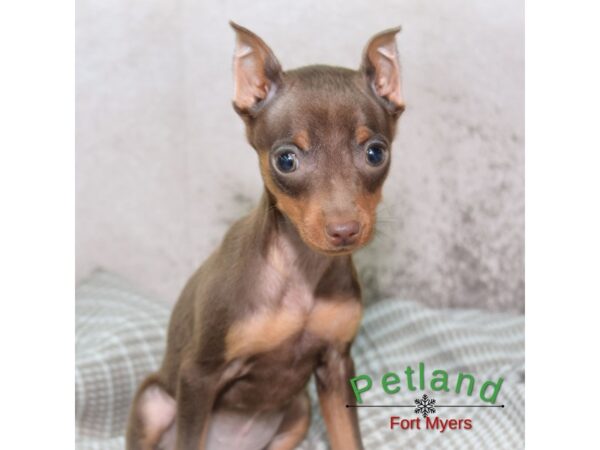 Miniature Pinscher--Male---Petland Fort Myers, Florida