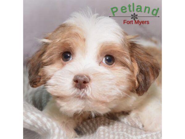 Havanese--Female---Petland Fort Myers, Florida