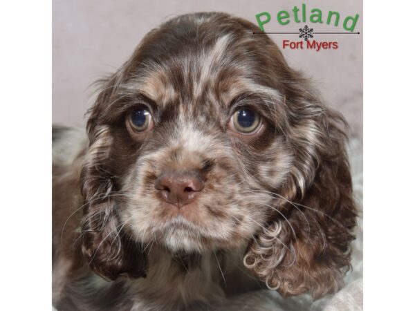 Cocker Spaniel--Male---Petland Fort Myers, Florida