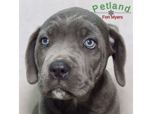 Cane Corso--Male---Petland Fort Myers, Florida