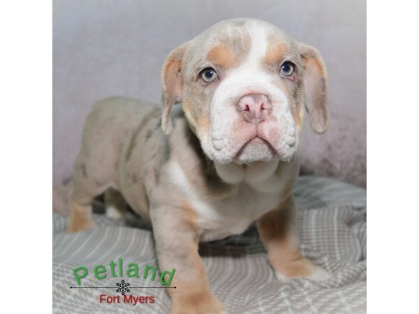 Beabull--Male---Petland Fort Myers, Florida