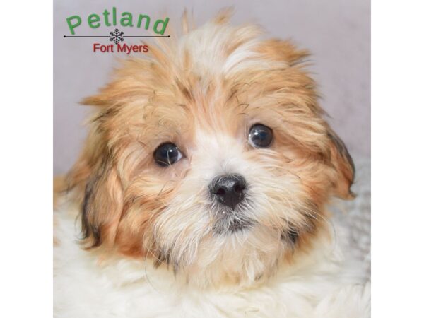 Havanese--Male---Petland Fort Myers, Florida