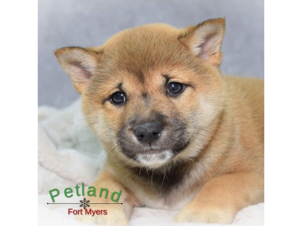 Shiba Inu--Male---Petland Fort Myers, Florida
