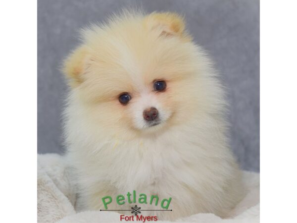 Pomeranian--Male---Petland Fort Myers, Florida