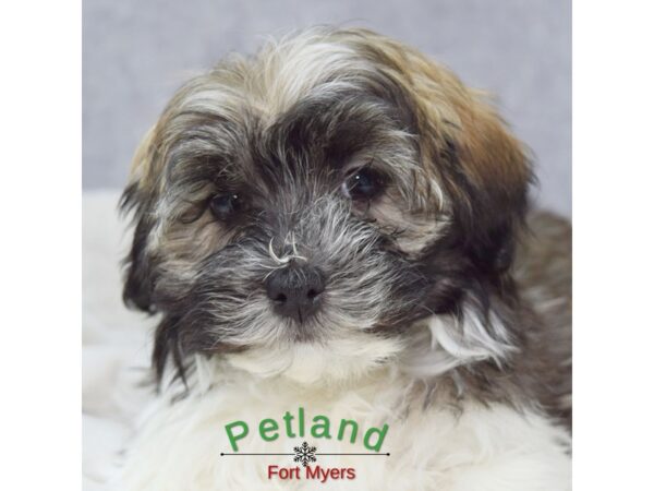 Havanese--Female---Petland Fort Myers, Florida
