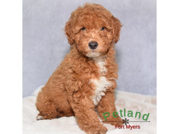 Goldendoodle Mini--Male---Petland Fort Myers, Florida