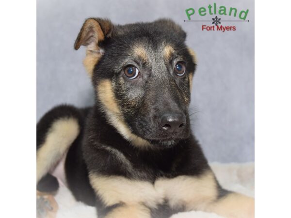 German Shepherd--Male---Petland Fort Myers, Florida