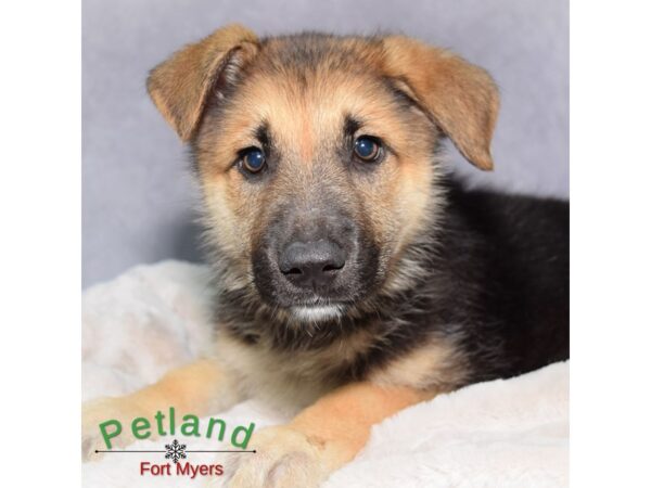 German Shepherd--Female---Petland Fort Myers, Florida