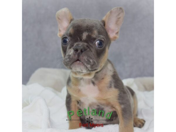 French Bulldog--Male---Petland Fort Myers, Florida