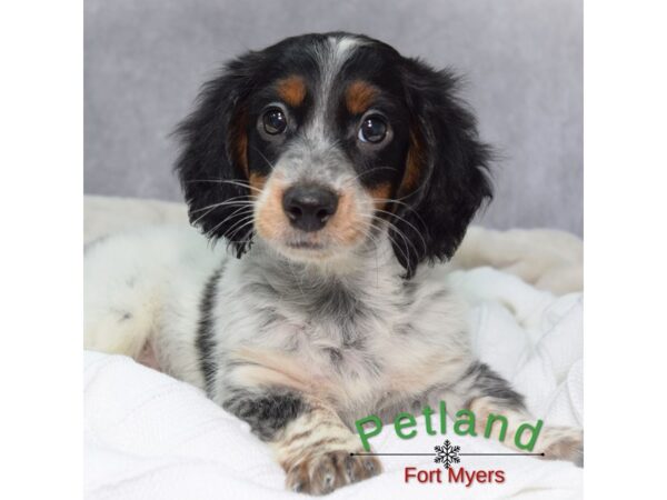 Dachshund--Male---Petland Fort Myers, Florida