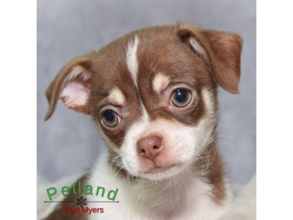 Chihuahua--Female---Petland Fort Myers, Florida