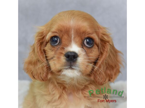 Cavalier King Charles Spaniel--Male---Petland Fort Myers, Florida
