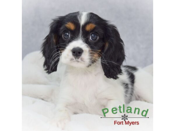 Cavalier King Charles Spaniel--Female---Petland Fort Myers, Florida