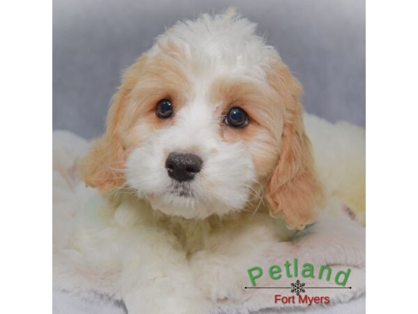 Cavachon--Female---Petland Fort Myers, Florida