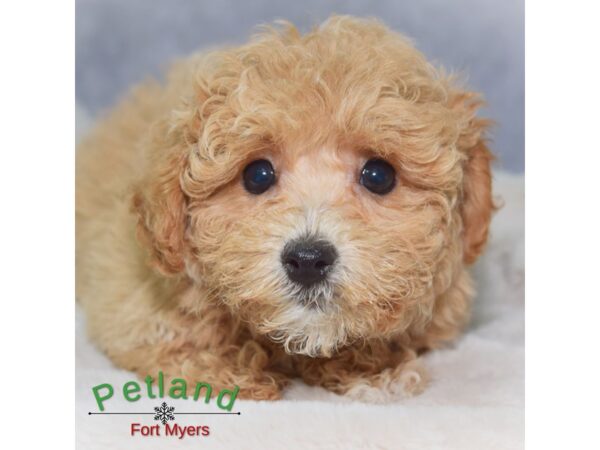 Bichapoo--Female---Petland Fort Myers, Florida