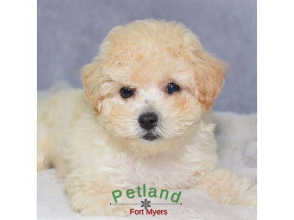 Bichapoo--Male---Petland Fort Myers, Florida