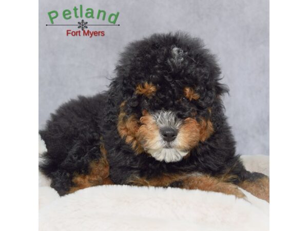 Bernedoodle--Male---Petland Fort Myers, Florida
