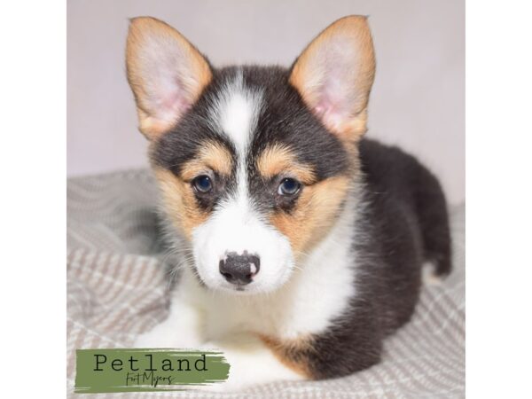 Pembroke Welsh Corgi--Female---Petland Fort Myers, Florida