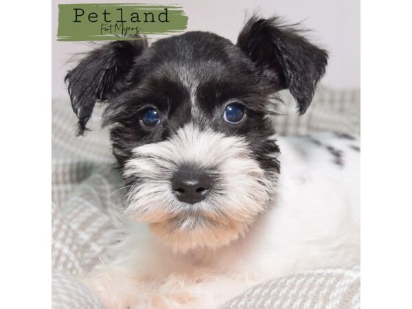 Miniature Schnauzer--Female---Petland Fort Myers, Florida