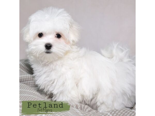 Maltese--Female---Petland Fort Myers, Florida