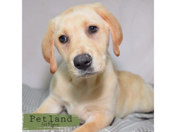 Labrador Retriever--Female---Petland Fort Myers, Florida