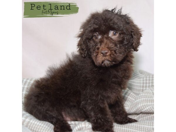 Labradoodle Mini 2nd Gen--Male---Petland Fort Myers, Florida