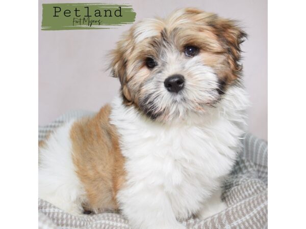Havanese--Male---Petland Fort Myers, Florida
